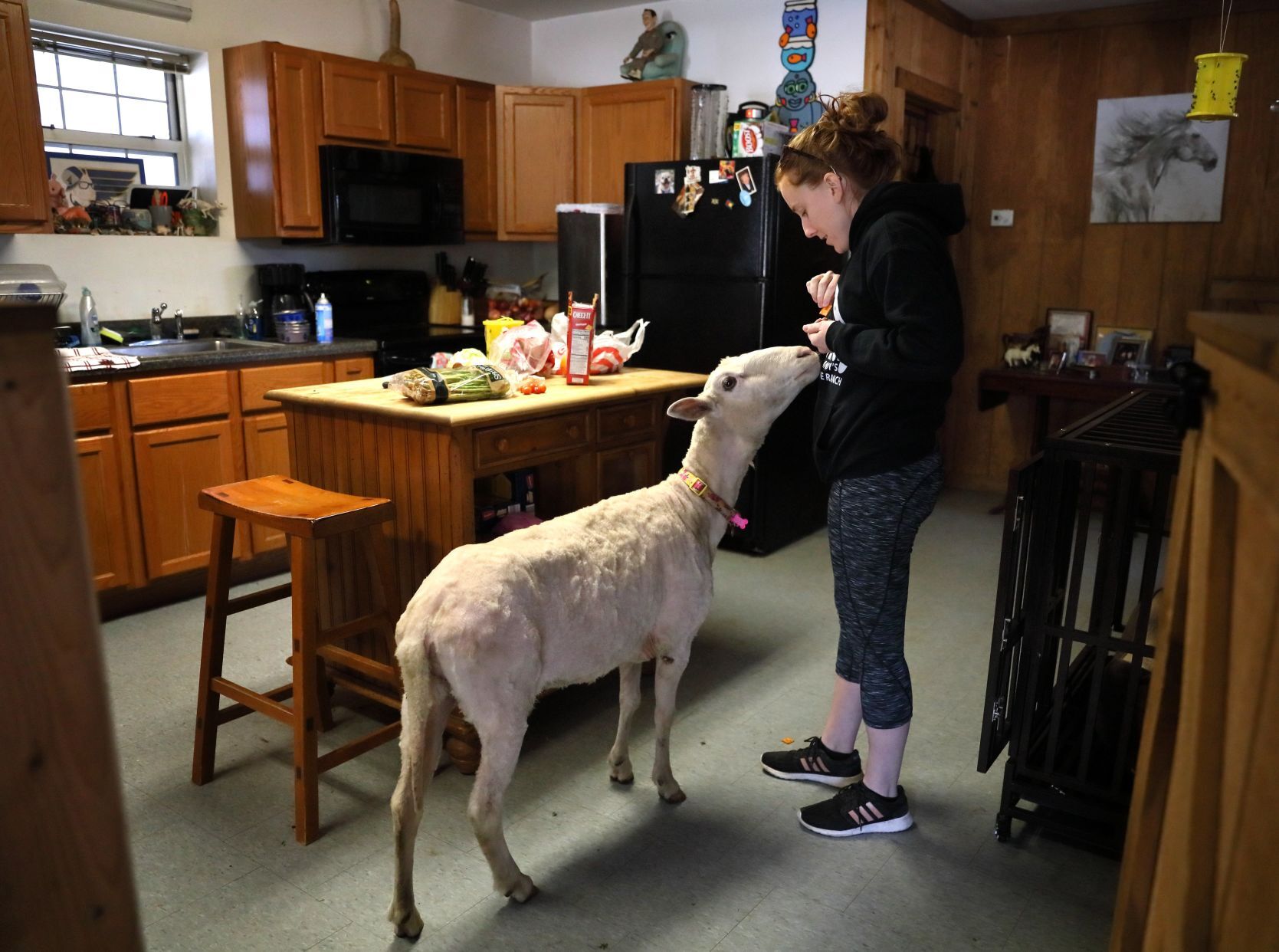 Mary Jane, formerly Shrek the sheep, adopted